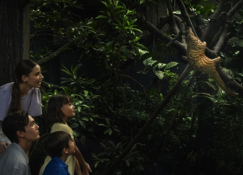 ナイトサファリ